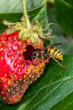 tavallinen ampiainen vespula vulgaris syö kypsää puutarhamansikkaa fragariax ananassa ja tuhoaa sadon valokuvan tekijä: arterrauniversal images group Getty Imagesin kautta