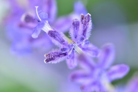 Lähikuva venäjän salvia, perovskia atriplicifolia.