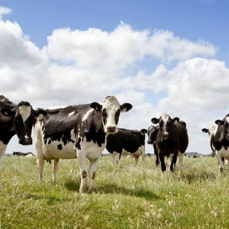 lehmät seisoo pellolla, muotokuva