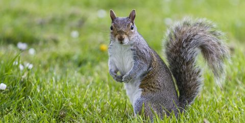harmaa orava nurmikolla