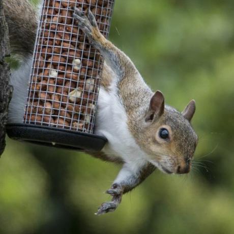 Harmaa orava pyysi varastamaan linnun pähkinöitä