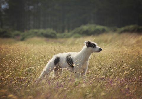 lurcher pentu pitkä ruoho