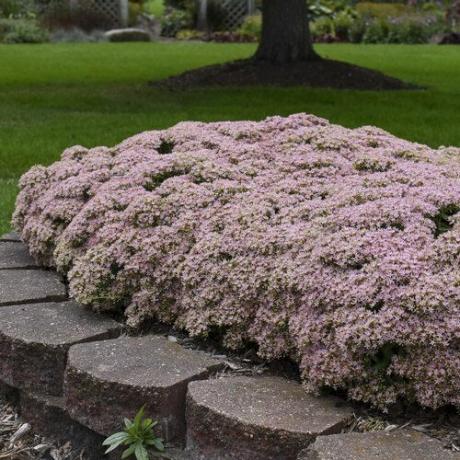 Pure Joy Sedum