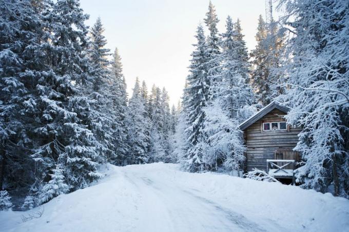 Talvi, Oksa, Jäätyminen, Puu, Lumi, Puukasvi, Talo, Metsä, Oksu, Kuusimetsä, 