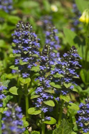 ajuga