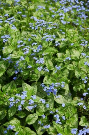 siperian bugloss brunnera macrophylla jack frost