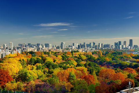 Ilmakuva Shinjuku Gyoenin syksyn väreistä, Tokio