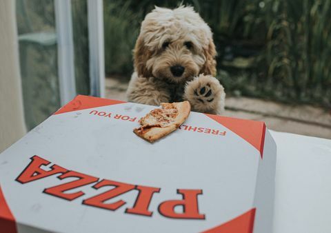 toiveikas hiekanvärinen cockapoo-pentu on havainnut jäljellä olevan pizzaviipaleen takeaway-pizzalaatikon päällä, hän näkee tilaisuutensa ja tarttuu tilaisuuteen tarttua pizzaan ja juosta