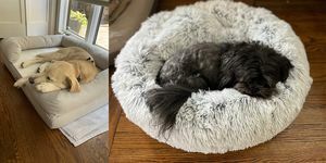 lab sekoitus ja shih tzu lepäämässä koiran sängyissä