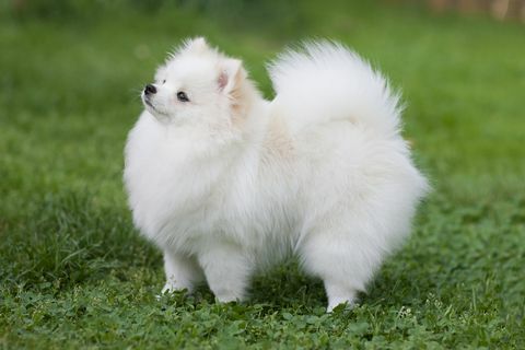 valkoinen pomeranian