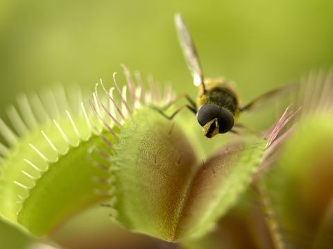 lähikuva perhosta, joka seisoo venuksen kärpäsloukun päällä