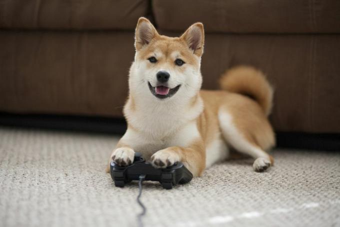 koira pelaa pelejä