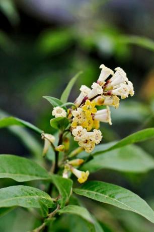 Kukka, Kukkiva kasvi, Kasvi, Maakasvi, Buddleia, Acerola-perhe, 