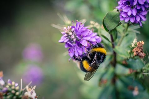 Mehiläinen violetti kukka