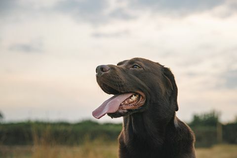 profiilikuva iloisesta suklaalabradorista auringonlaskun aikaan