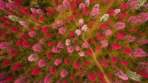 Persikan kukat Deyangissa, Sichuanin maakunnassa