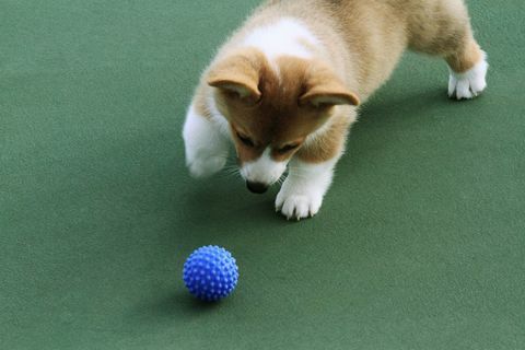 Koirat jahtaavat paremmin sinisiä palloja kuin punaisia ​​tai vihreitä, uusi tutkimus paljastaa