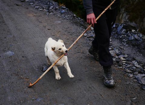 lammaslauma - koiranpentu - Abano Pass - Georgia - Amos Chapple / RFE / RL