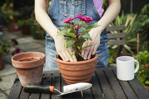 lähikuva kädet repotting kasvi