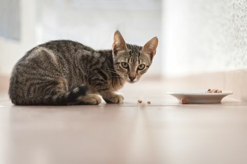 Tabby kissanpentu syö kulhoon ulkopuolelta