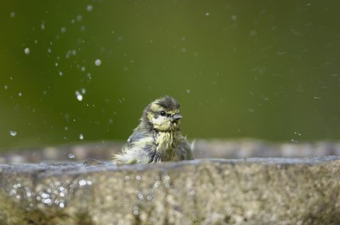 sininen tiainen parus caeruleus, uiminen puutarhan lintuhauteessa