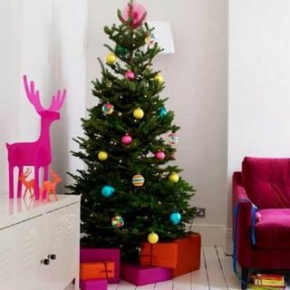 Nordmann Fir Christmas Tree - Tuore leikattu putoamaton luksuspuu (noin 6 jalkaa) + Toimitetaan 7.12.-12.12.