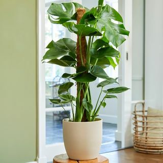 80cm Monstera Deliciosa sammaleen päällä | Sveitsin juustotehdas | 19cm ruukku | Kasvien teorian mukaan