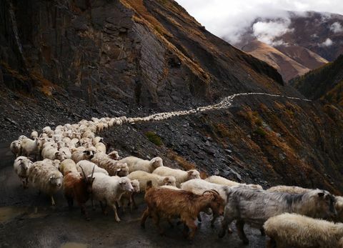 lammaslauma - polku - Abano Pass - Georgia - Amos Chapple / RFE / RL