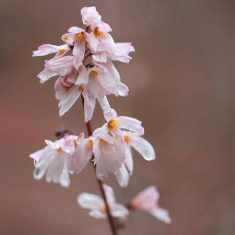 kevätkukat – valkoinen forsytia