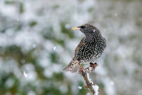 kottarainen talvella etsimässä ruokaa, lintujen syöttölaite