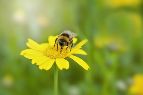 lähikuva kuva mehiläisestä, joka kerää siitepölyä keltaiselta maissi sateenkiveltä kesällä villikukka