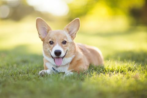 pembroke welsh corgi pentu lepää ruohossa