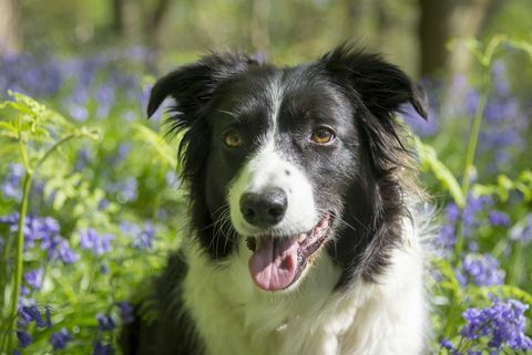 Bordercollie aurinkoisella kevään metsäalueella