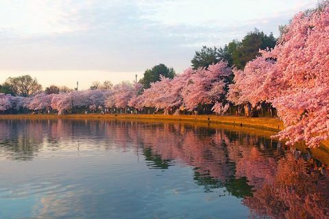 Japani istuttaa 1000 sen ikonisia kirsikankukkia Britanniaan