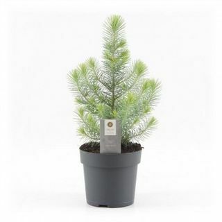 Pieni joulukuusi - Silver Crest Pine
