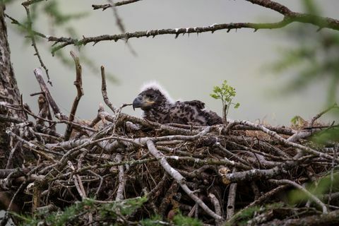 Valkoisia merikotkia valvottiin uudelleenlähetysprojektin edessä