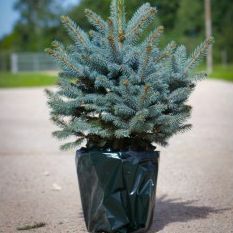 Ylellinen tuore joulukuusi - Sininen ruukkukuusi (Picea pungens glauca) - välittömään toimitukseen