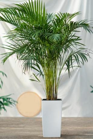 dypsis lutescens, areca ruoko, kultainen ruokopalmukasvi valkoisessa ruukussa