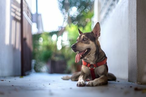 Mongrel Dog - parhaat rodut kotona työskentelemiseen