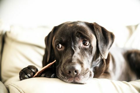 Chocolate Labrador istui sohvalla hoitaen