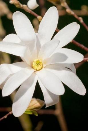 Royal Star Magnolia