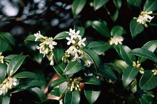 kevätkukat – delavay osmanthus