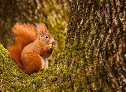 Punainen orava mutkittelee pähkinäpähkinällä