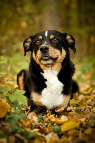 appenzeller sennenhund - parhaat vartiokoirat