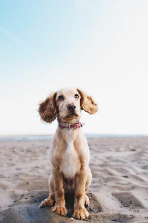 koira istuu rannalla