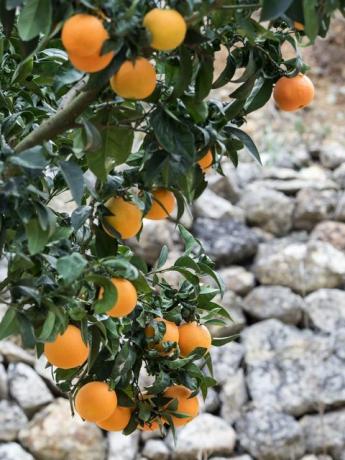 Oranssi päivässä voisi vähentää dementian riskiä neljänneksellä, tutkimus paljastaa