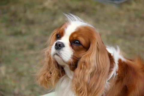 lähikuva cavalier king charles spaniel kentällä