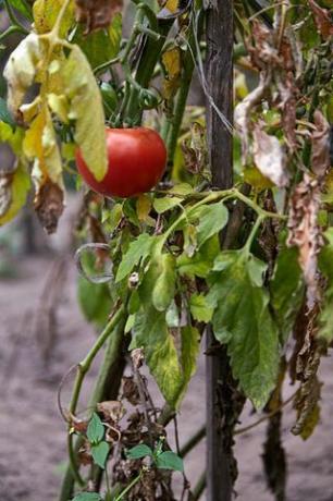 punainen kypsä tomaatti kuihtuneella kasvilla kasvipuutarhassa