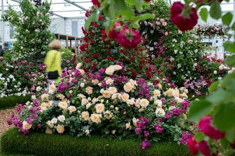 rhs chelsea -kukkashow 2019