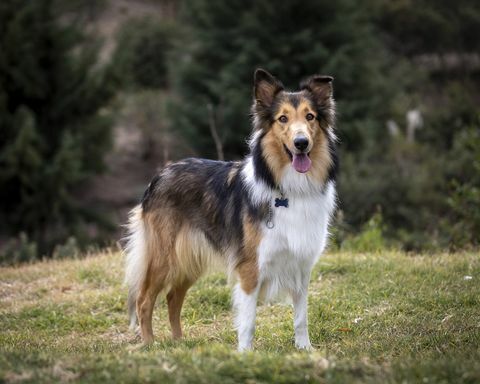 soopelin värinen karkea collie puhdasrotuinen koira nurmikolla puistossa meksikossa